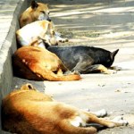 Gabon slaughter of stray dogs