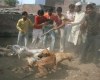 Killings of dogs in Meerut 