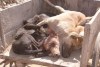 Killings of dogs in Meerut 