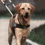 An incredible story about a guide dog