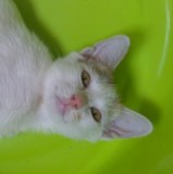 Ngan a three months little female cat looking for a home