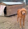 Turkey a refuge for dogs in need