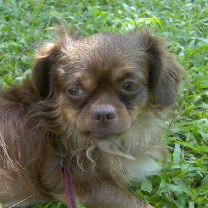 Toto watching television