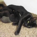 A pussy leads his rescuer to his litter of kittens 