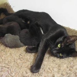 A pussy leads his rescuer to his litter of kittens 