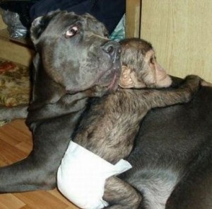 A cute baby chimp adopted by a Bull Mastiff