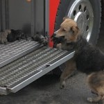 Chile a female dog saves her four puppies