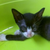 Cochise a little active cat of 8 weeks to adopt