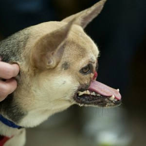 Philippines, Kabang hero dog