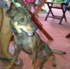 Lulu a sweet young female dog looking for a home