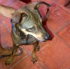 Lulu a sweet young female dog looking for a home