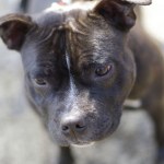 Euthanasia... a staffy recognized