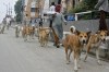 Stray dogs to form security squad in India