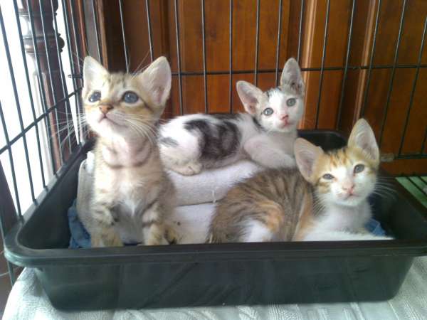 3 chatons a adopter