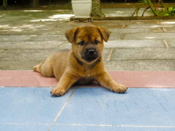 Chiot jouant dans la cour