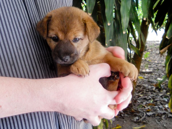 Chiot dans les bras