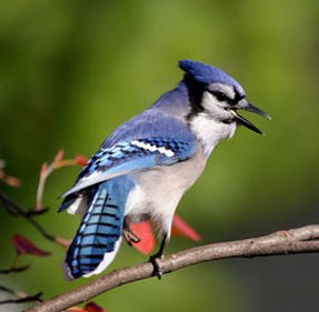 Oiseaux magnifiques