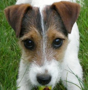 Peine exemplaire pour le bourreau du jack russel