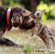 Le chien et le jeune kangourou