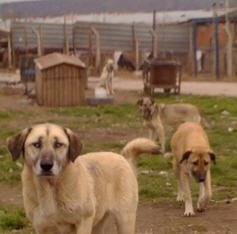 Turquie un refuge pour chiens en difficulté