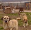 Turquie un refuge pour chiens en difficulté