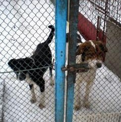 Massacre de chiens errants en Ukraine