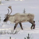 Animaux sauvages d'Amérique du Nord en hiver