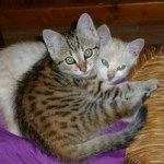 Un chien sauve deux chatons abandonnés  au bord de la route