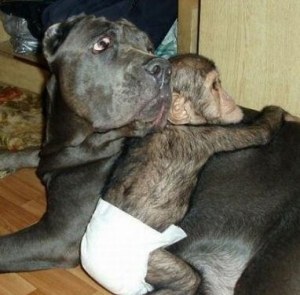 Bébé chimpanzé adopté par une chienne