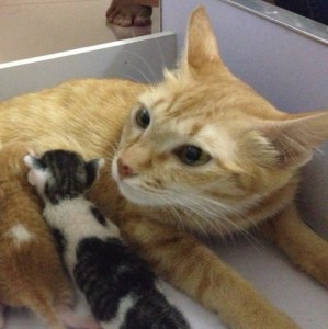 Une petite chatte abandonnée