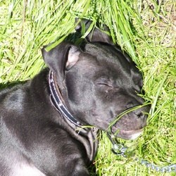 Chien condamné à mort parce qu'il ressemblait à un Pitbull