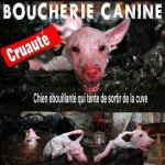 Cruauté humaine envers les animaux