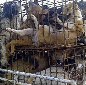Nạn buôn lậu thịt chó Thái Lan đến Việt Nam