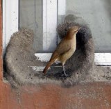 Rufous Hornero đang xây tổ