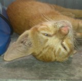 Loving cat called Cam needs a family