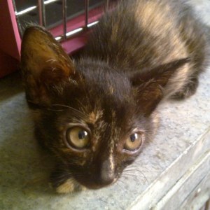 Josephine like her brothers is looking for a home