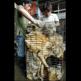 In China, many dogs crammed into a cage