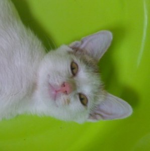 Ngan a three months little female cat looking for a home
