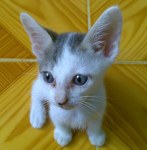 Tobey little kitty very kind is waiting for you