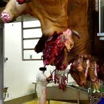 Slaughterhouses or torture chambers