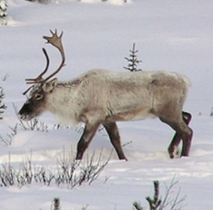 Wild animals North America in winter