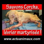 Save and help Corcha