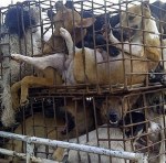 Dog meat mafia Thailand Vietnam