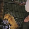 Animal Equality Horror in China