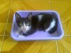 Wilfred sympathique petit chat noir et blanc