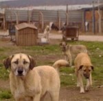 Turquie un refuge pour chiens en difficulté