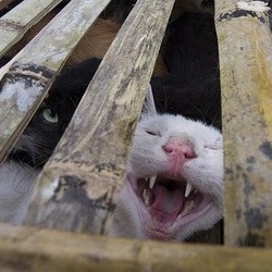 350 chats capturés pour leur viande sauvés en Chine