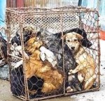 Thailande un millier de chiens sauvés