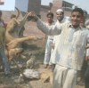 Massacres de chiens à Meerut 